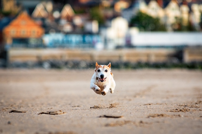 Flyin' Bimbo - Bimbo the Jack Russell - Recent Work