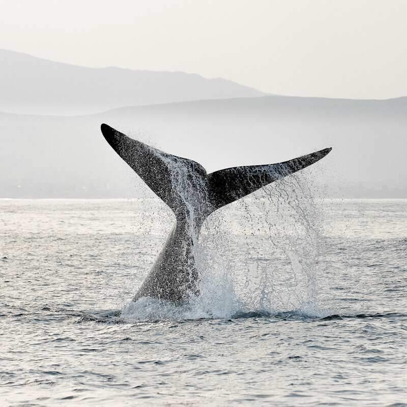 Tail-Lifting - South Africa 2020