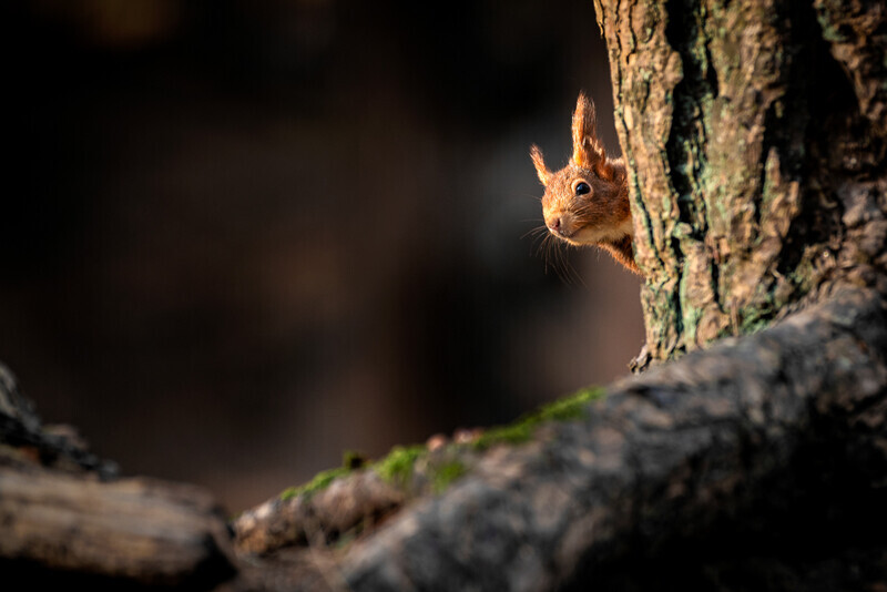 March - Red Squirrel, Formby - A Keen Calendar 2020 for Africa Impact