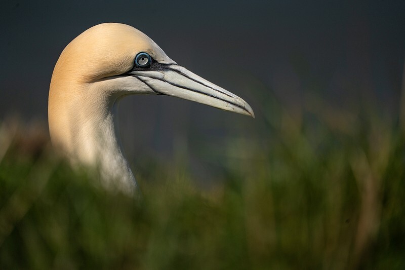 Well Hello! - Bempton Gannets