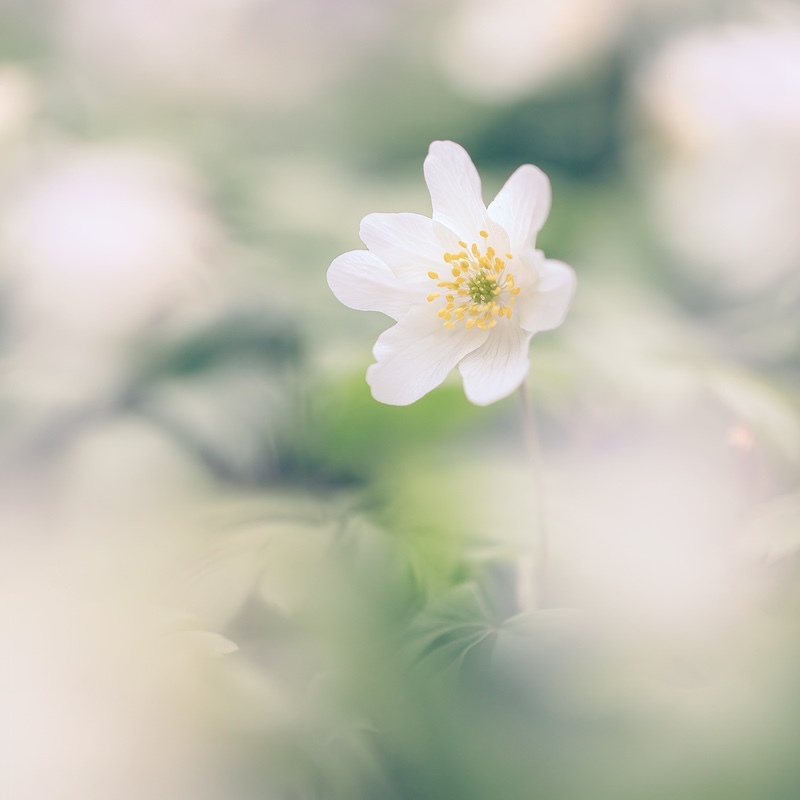 white-anemone - 1/52 2021