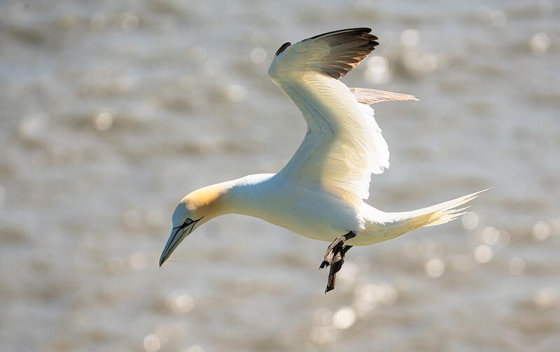 Two Strands - Bempton Gannets