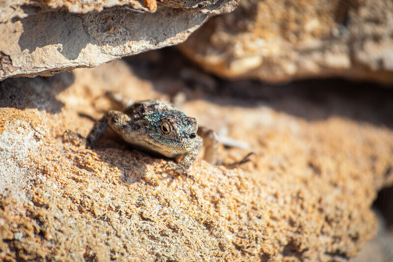 de-hoop-lizard - South Africa 2020