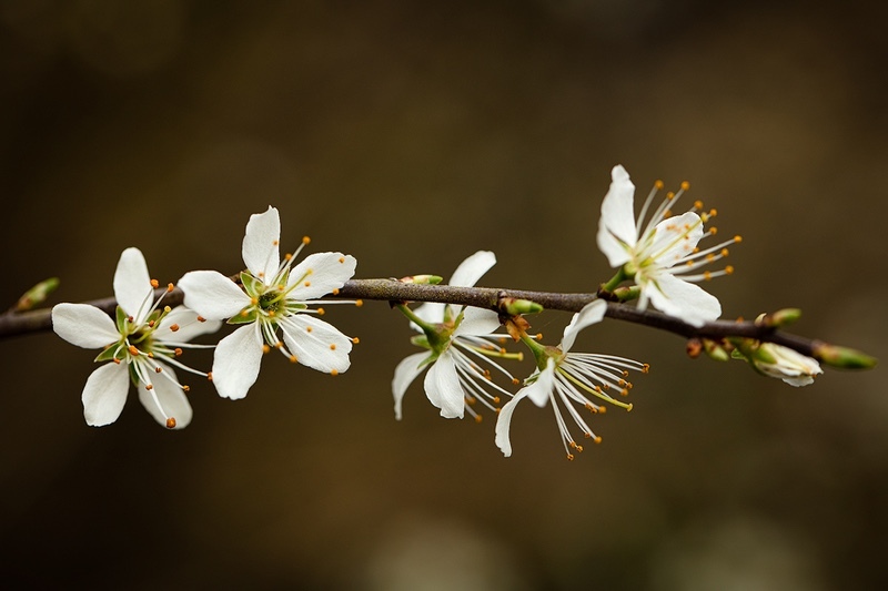 Blackthorn Bloom - Wild Flowers (Lockdown in Spring)