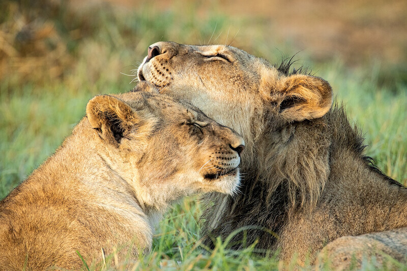 Best-mates - South Africa 2020