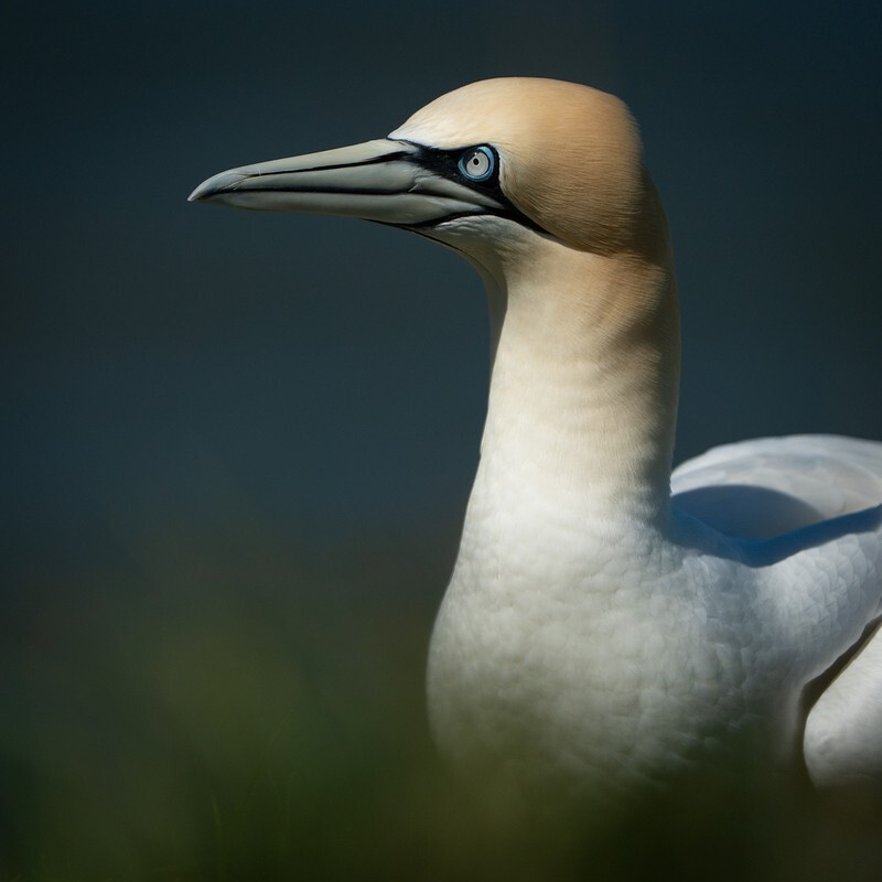 A Distinguished Profile - Bempton Gannets