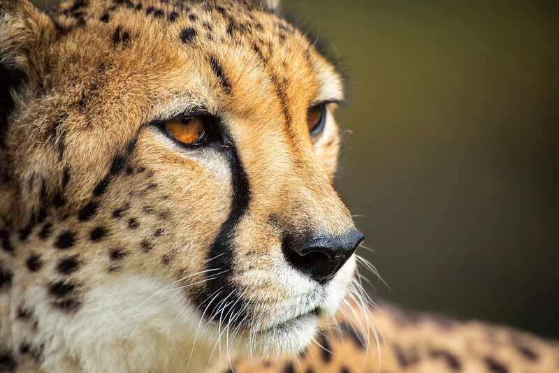 up-close-and-personal - South Africa 2020