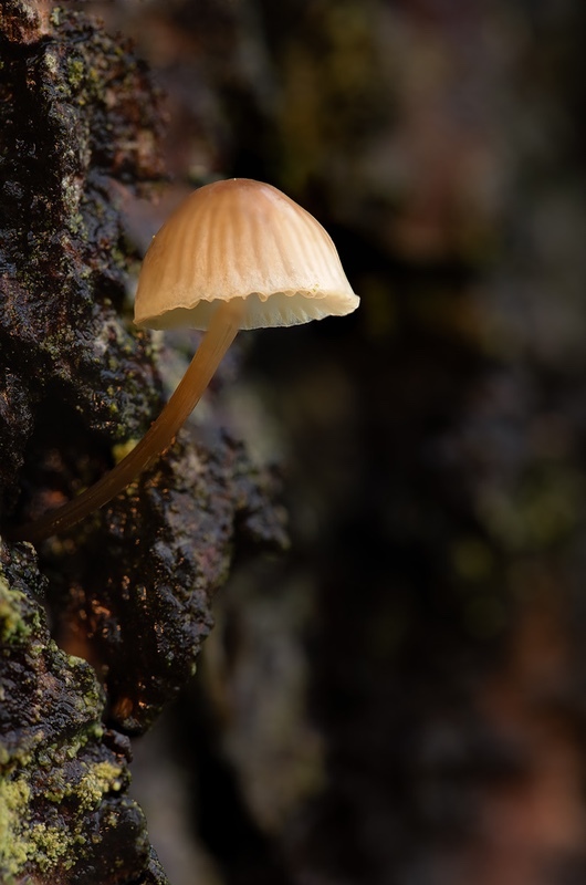 shroom-portrait - 1/52 2021