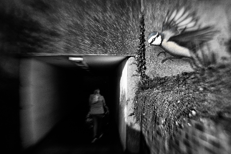 home-to-roost - 1/52 2021