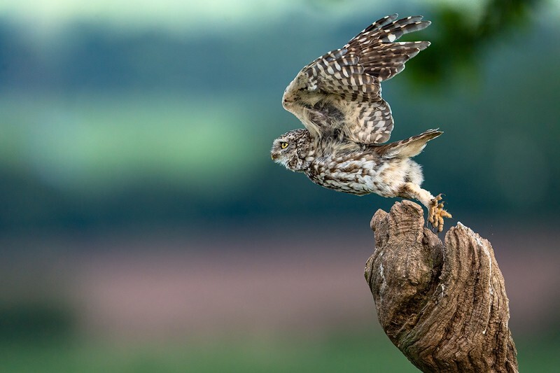 Reaching Out - Little Owls