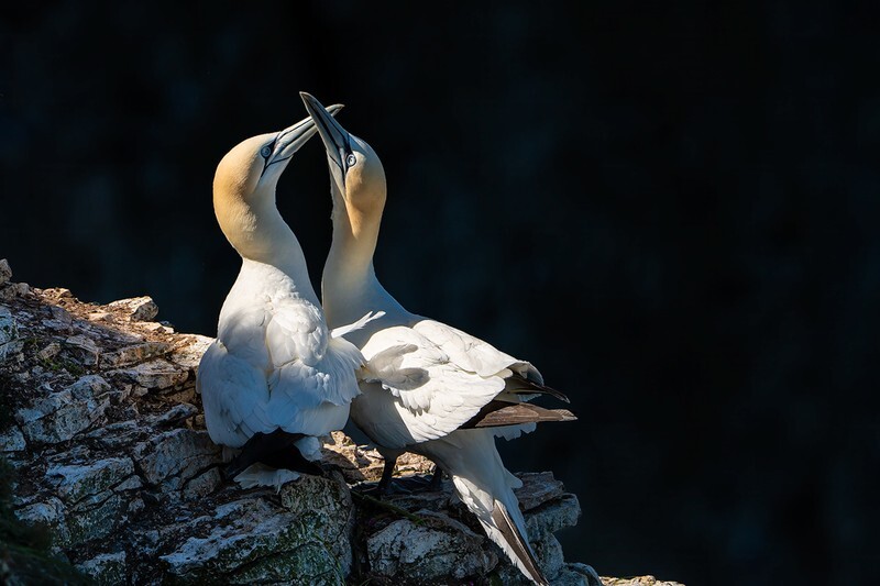 Light Bonding - Bempton Gannets