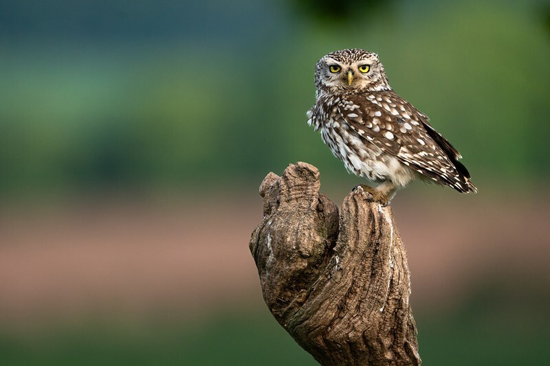 Spotted - Little Owls