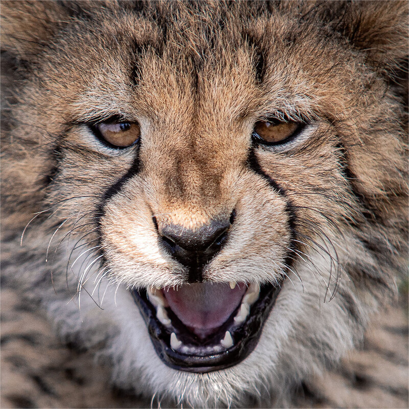 the-cubs-snarl - South Africa 2020