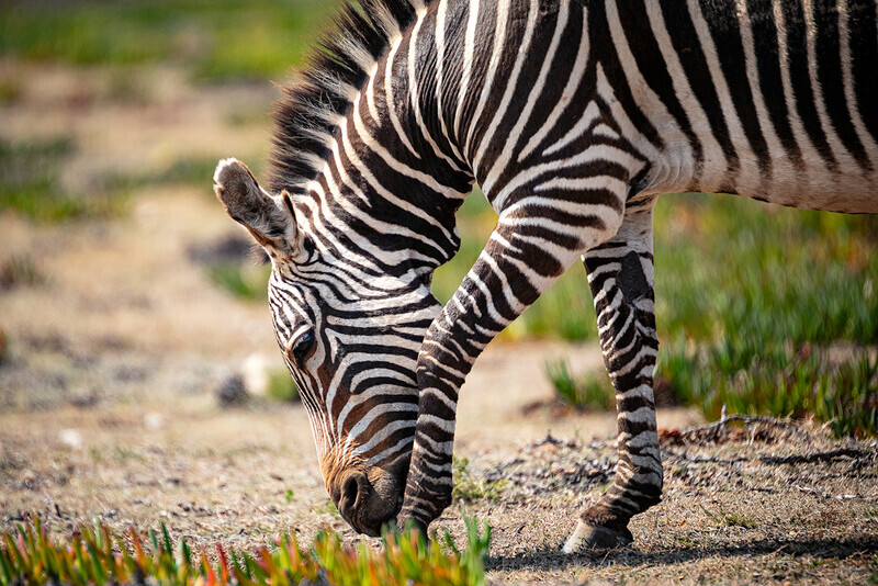 mountain-zebra-deHoop - South Africa 2020