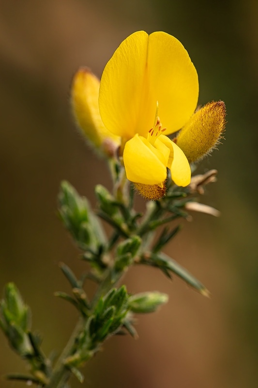 Gorse - Wild Flowers (Lockdown in Spring)