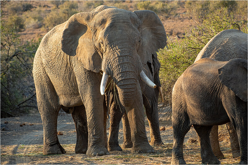 the-bull - South Africa 2020