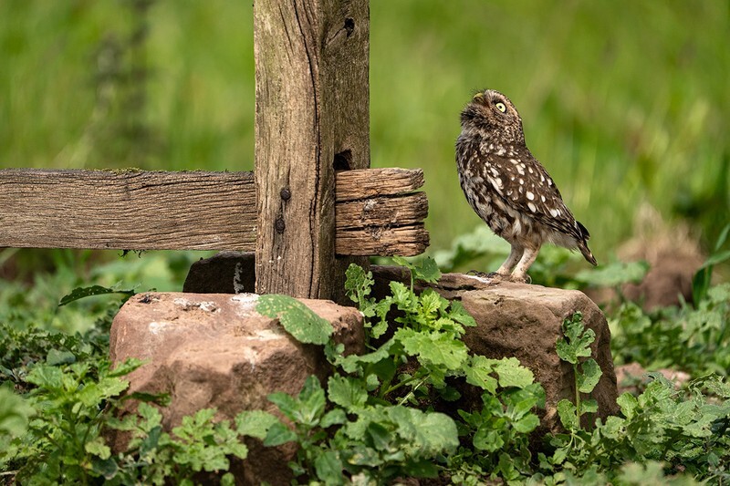 Looking Up - Little Owls
