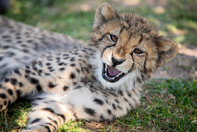roar - South Africa 2020