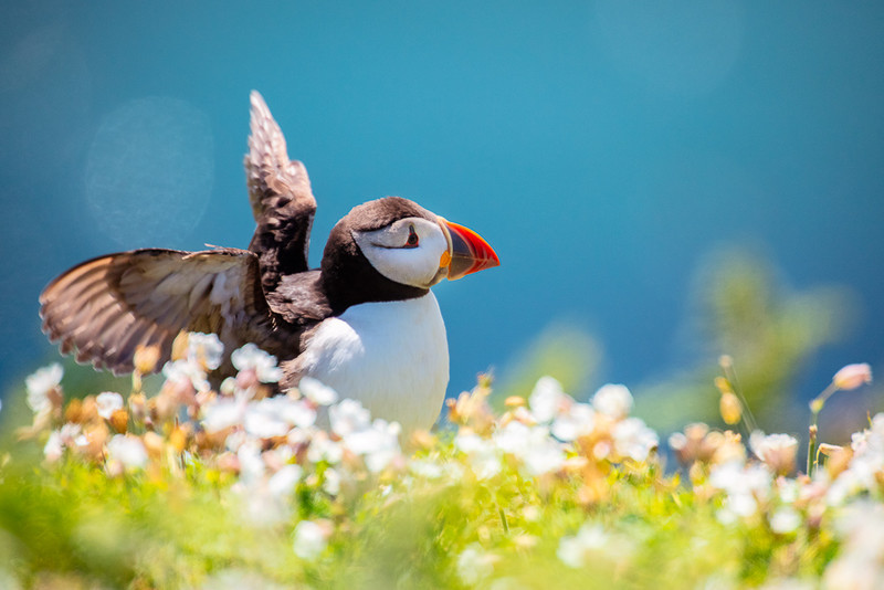Frolic Amongst the Flowers - Nature