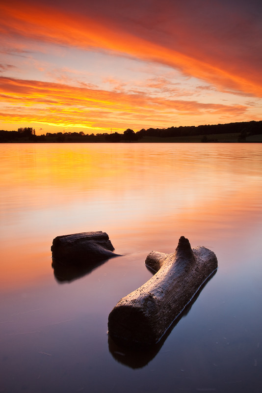 Branching Out - Selected images from the archive
