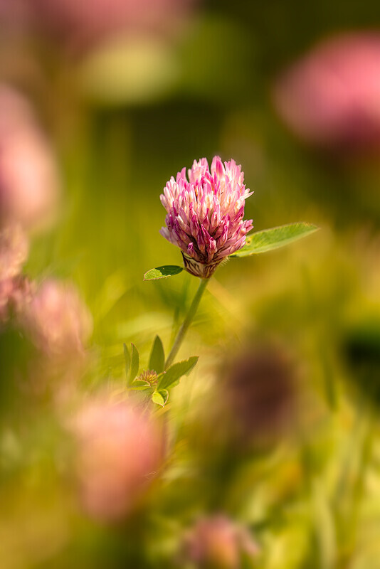 19/52: In the Pink - 1 in 52 Project 2020
