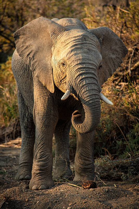 portrait-of-a-young-elephant - South Africa 2020