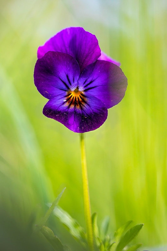 HF-wild-pansie-HH-f3_5-portrait-stacked--Edit - 1/52 2021