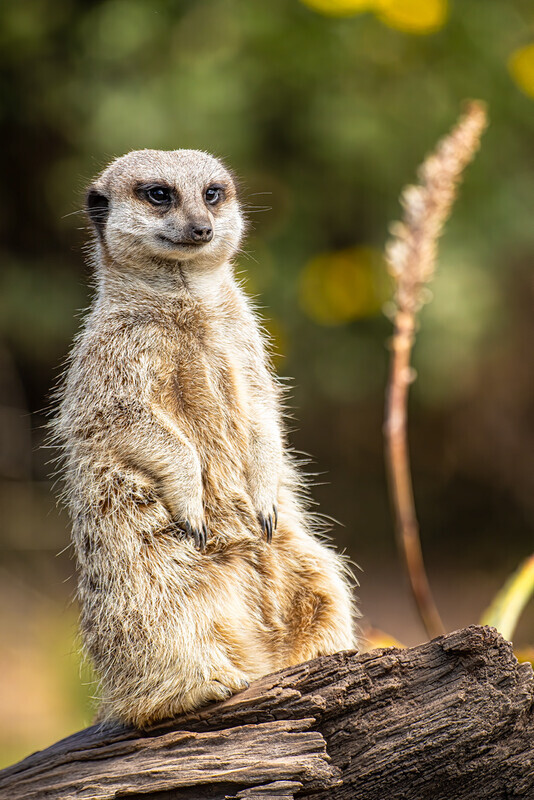alexandr-goes-native - South Africa 2020