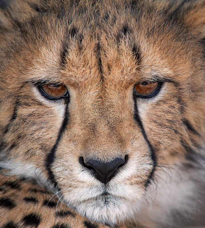 mean-looking-kid - South Africa 2020