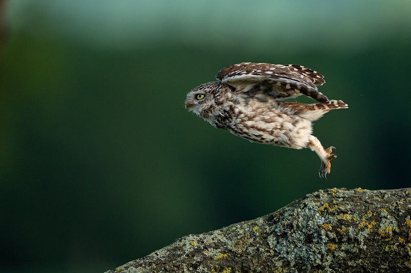 Lift-off - Little Owls