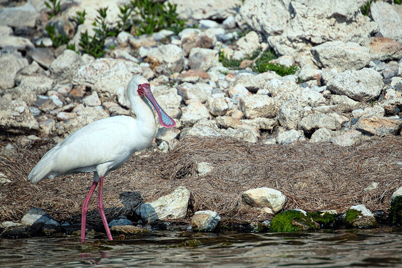 spoonbill - South Africa 2020