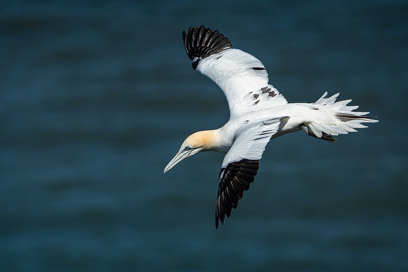 The Forth Year - Bempton Gannets