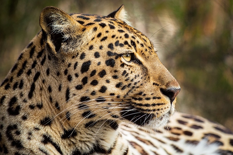  - Big Cats