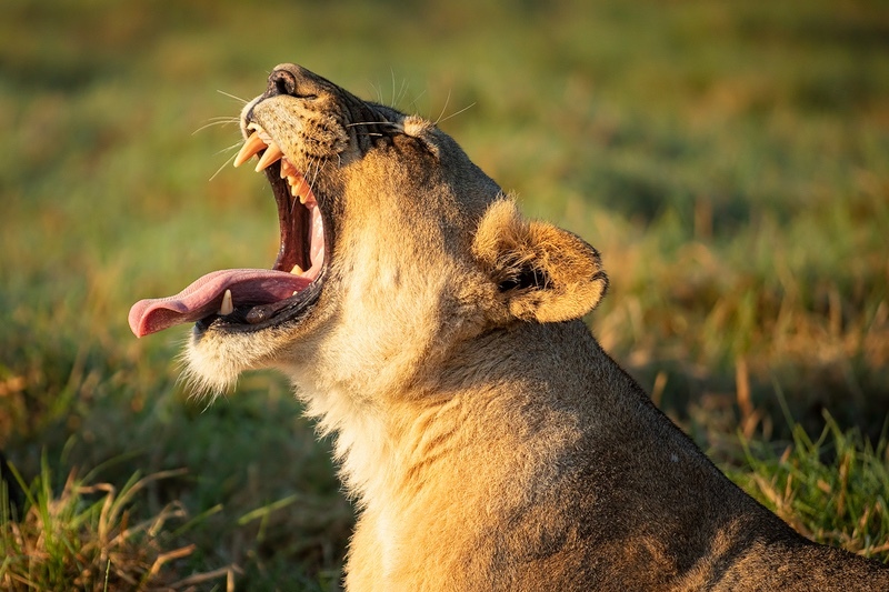 Let it out (Wild Lioness) - Big Cats