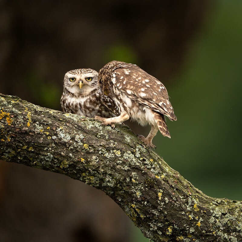 The Lovers - Little Owls