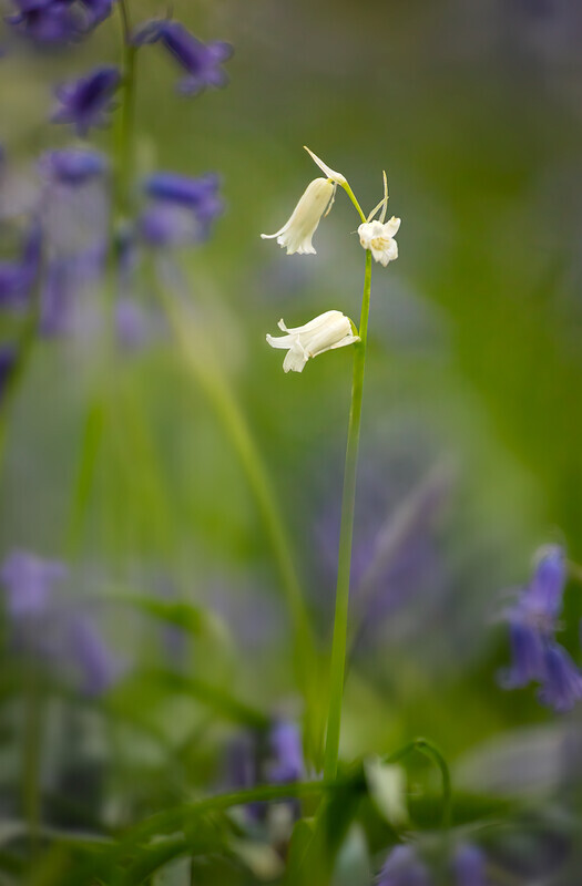 The Interloper - Wild Flowers (Lockdown in Spring)