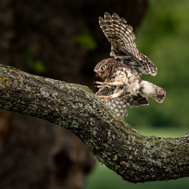 Focus - Little Owls