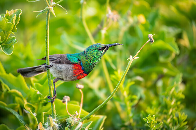 spring-colour - South Africa 2020