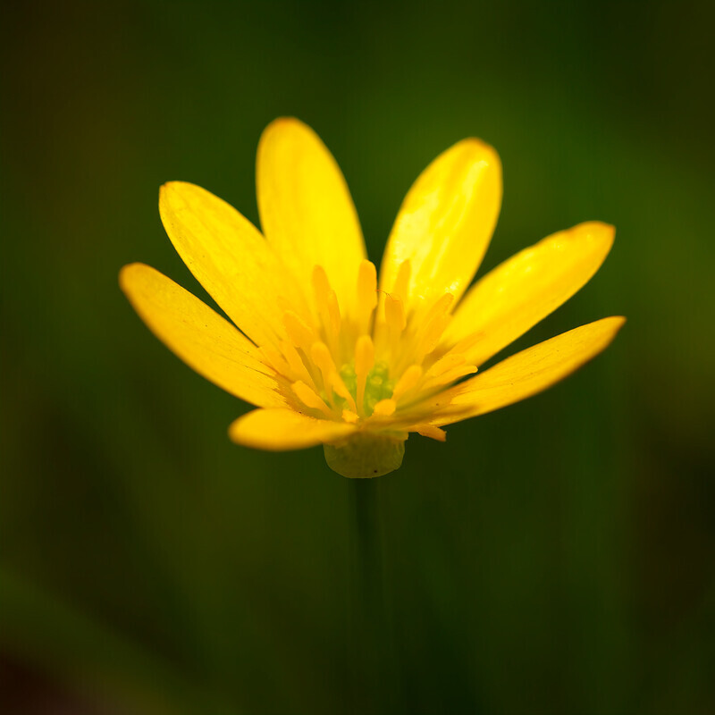 Lesser Celandine - Wild Flowers (Lockdown in Spring)