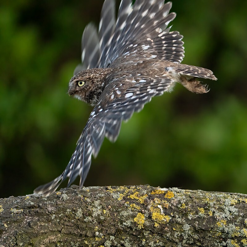 Skimming a Wing - Little Owls