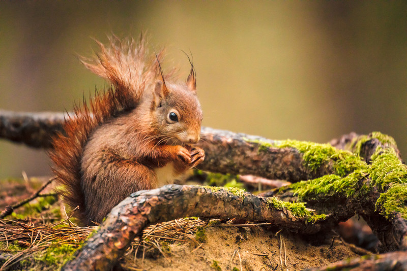 9 of 52: Red Squirrel at Formby - 1 out of 52 project 2018