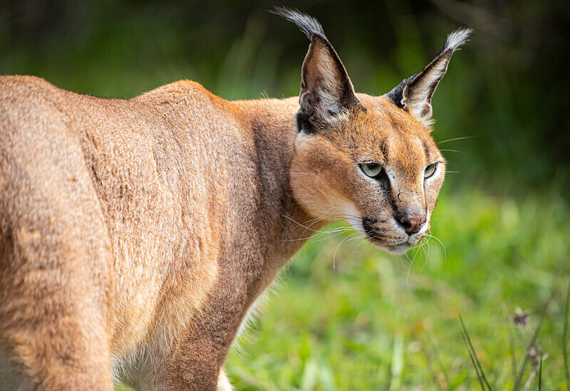  - Big Cats