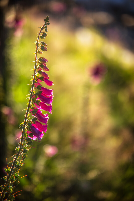 29/52: foxglove - 1 in 52 Project 2020