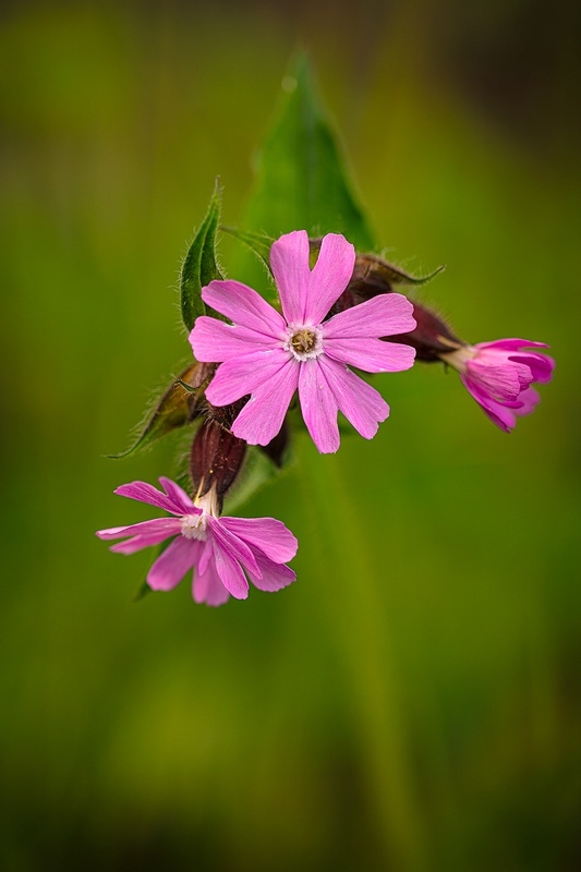 Red Campion - Wild Flowers (Lockdown in Spring)