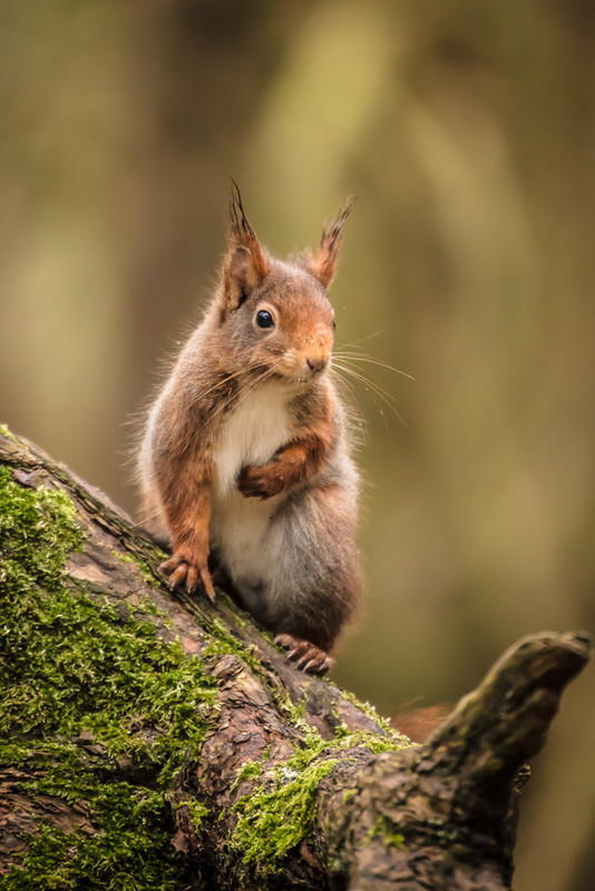 Who Me? - Nature