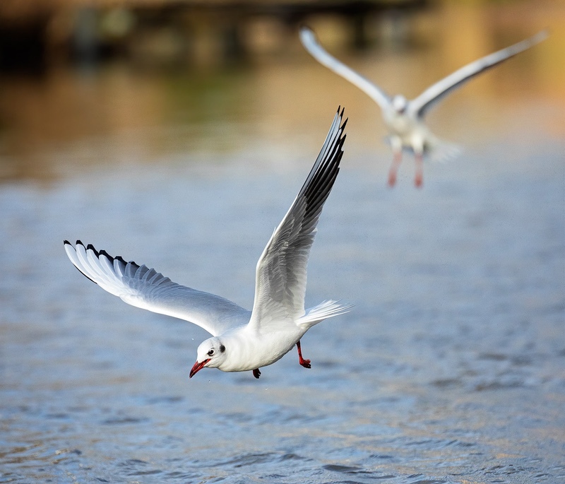 low-level-flying - 1/52 2021