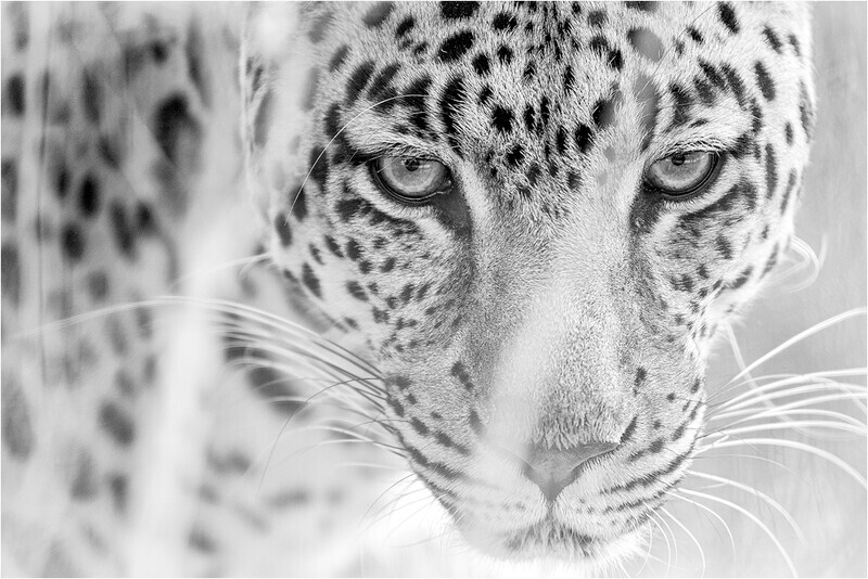 wary - South Africa 2020