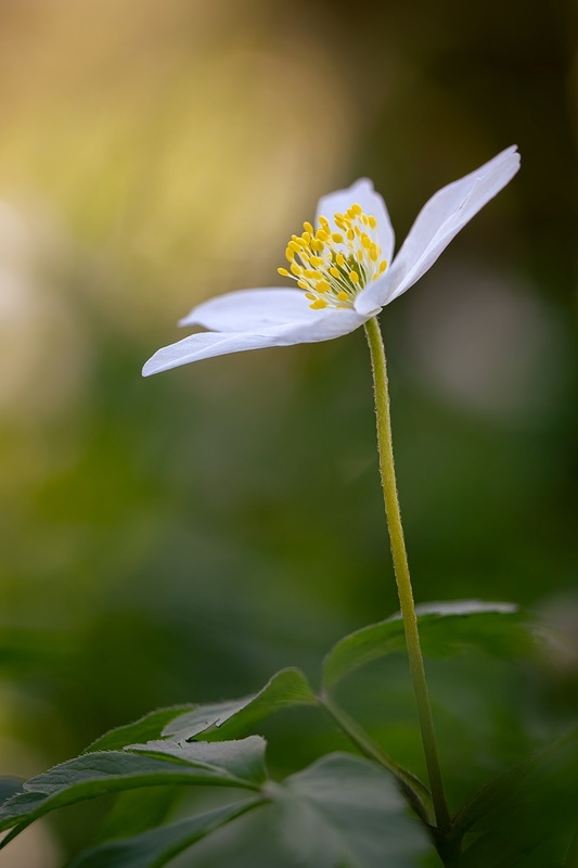 evening-anemone - 1/52 2021