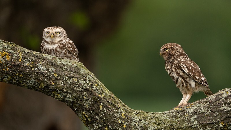 Mr & Mrs - Little Owls
