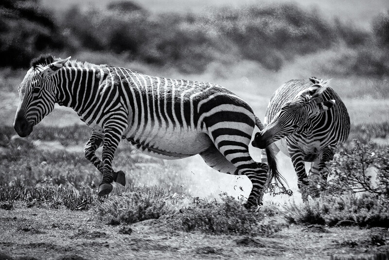 attempted-castration - South Africa 2020